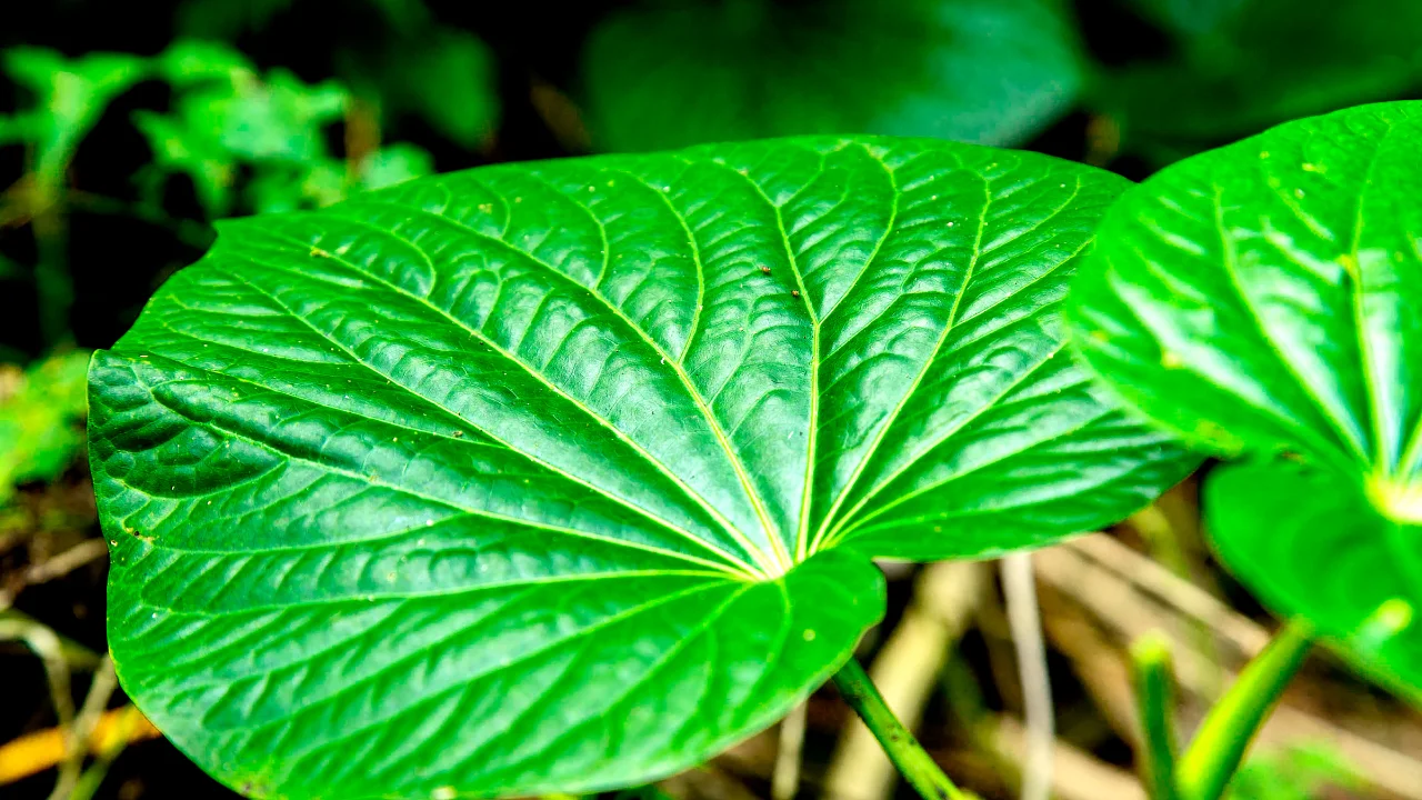 Kava Kava for anxiety relief